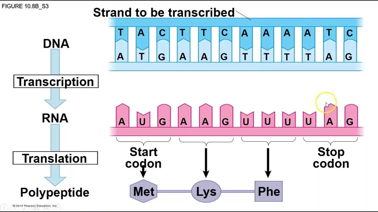 DNA Transcription. DNA Transcription and translation. Транскрипция ДНК. Transcription and translation Biology. Dna перевод