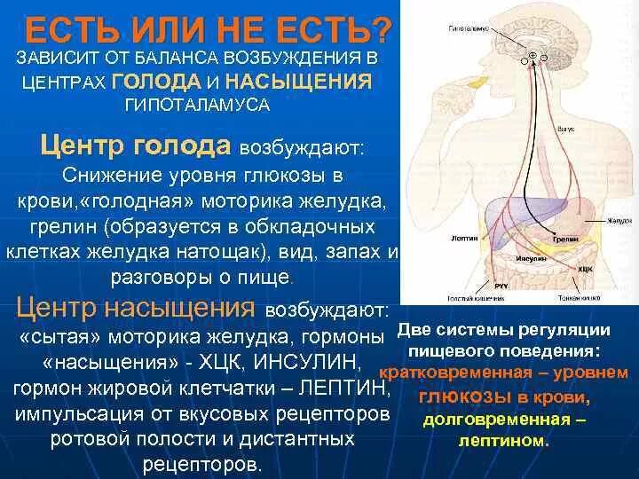 Гипоталамус и голод. Центр голода и насыщения. Гипоталамус центр голода и насыщения. Гормон голода и гормон насыщения. Грелин гормон голода.