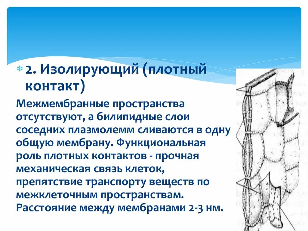 Плотный тогда. Плотные межклеточные контакты. изолирующие контакты. плотный изолирующий контакт. изолирующие контакты в клетке.
