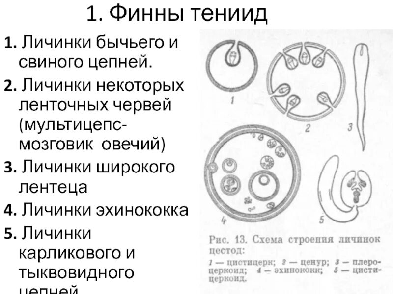 Финна (цистицерк) свиного цепня строение. Финна цистицерк строение. Финна типа цистицерк препарат. Строение финны ленточных червей.