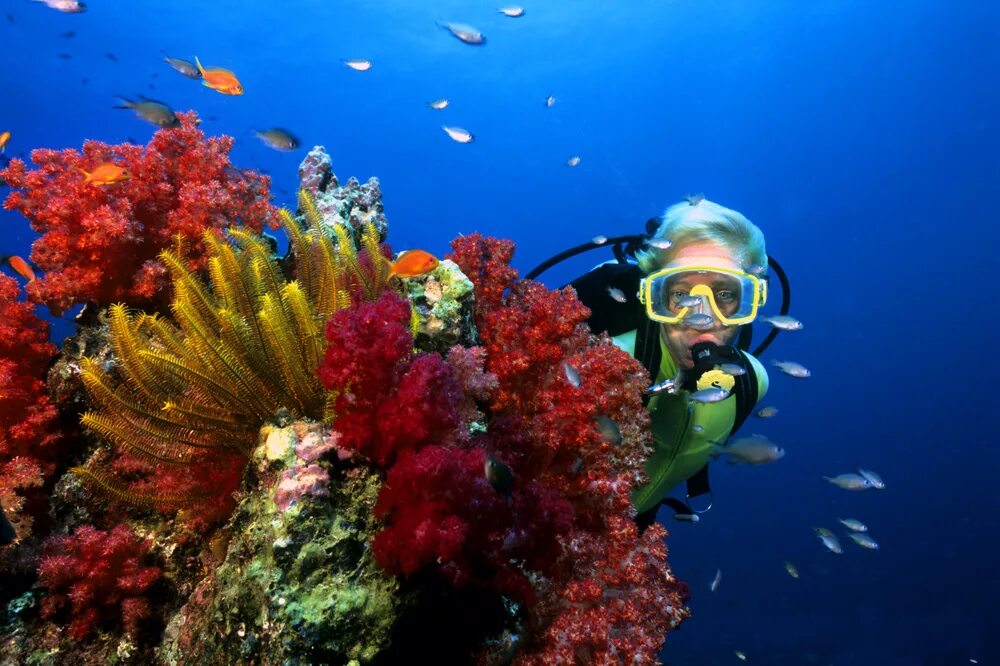 Акаба дайвинг. Aqua red sea. Рыбка клоун в красном море. Red sea’s reefer™ skimmers:купить. Aqua red sea.