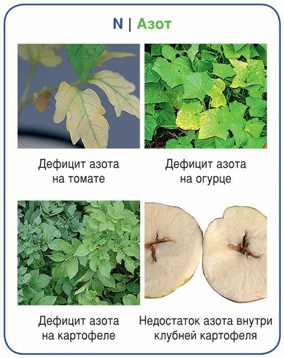 Недостаток элементов питания у томатов. Недостаток азота на листьях. Дефицит Минеральных веществ у растений. Чего не хватает растению по листьям.