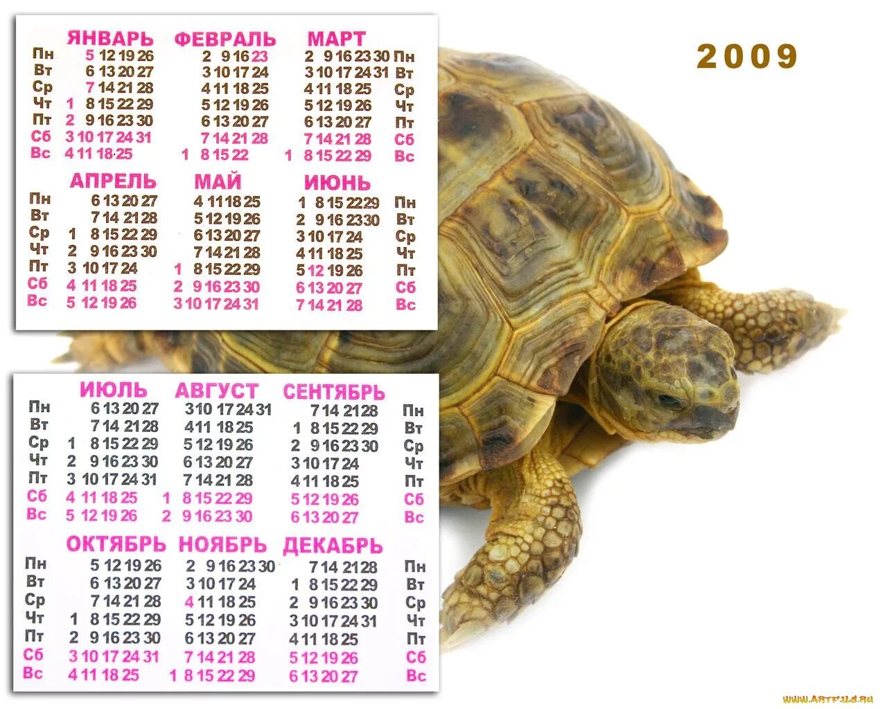 Календарь 1024. Календарь с животными. Покажи календарь зверей. День каких животных календарь. Tayscii Calendar animals картинки.