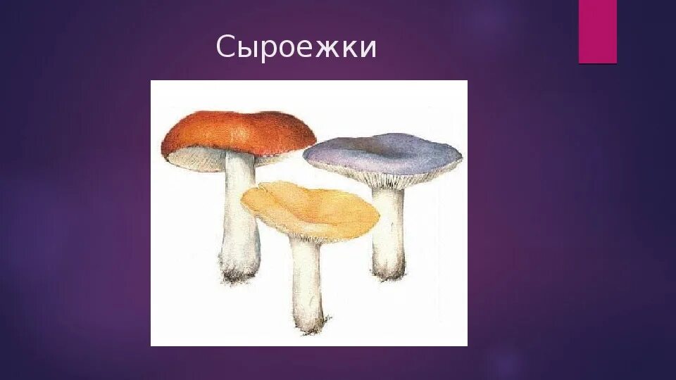 Сыроежка лексическое значение. Сыроежка картинка. сыроежка гриб фото. съедобные грибы в картинках с названиями. грибы съедобные и ядовитые как отличить.