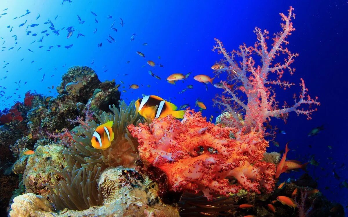 Море под водой. Хорошего морского дна. Подводный мир. Рифы в океане. Хорошего морского дна.