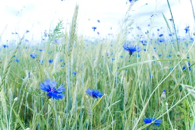 дымка в поле. летний рассвет в деревне. степь эстетика ковыль. в поле было холодно. равнина в тумане.