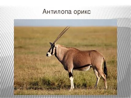 Отличительными чертами этого животного является длинный нос