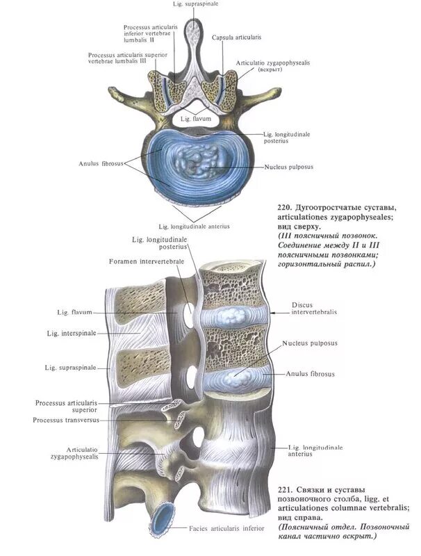 Соединение суставных отростков позвонков. Дугоотростчатые суставы позвонков. Соединения между позвонками анатомия. Суставы соединяющие позвонки латынь.