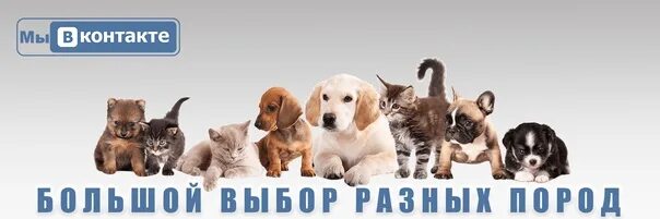 Pets from Russia компания. Sale Pets Russia. Прайс зооуслуг фото. Pets in russia