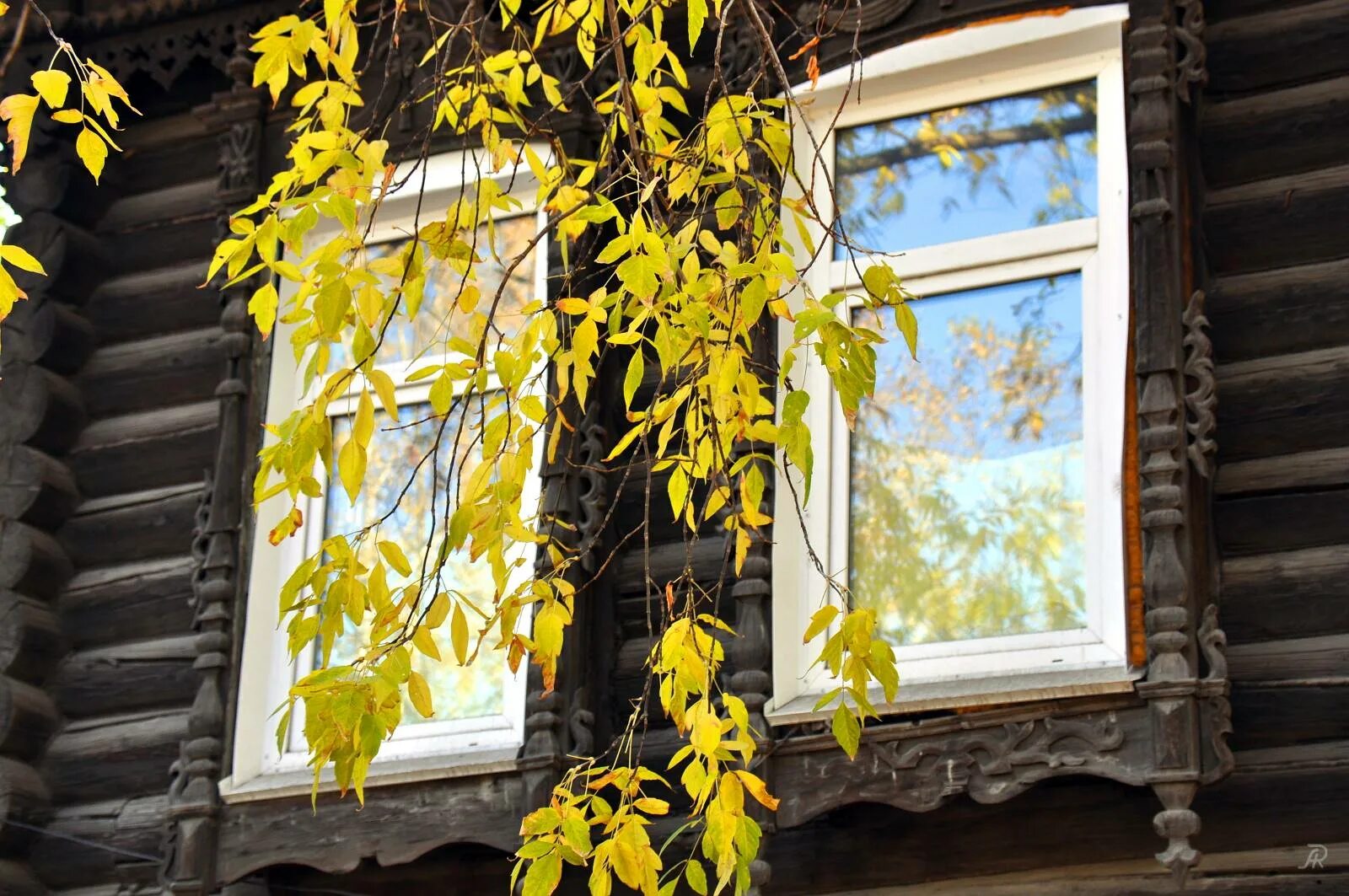 Осенний стучать. Береза у окна. Осень стучится в окно. Ветки деревьев на окно. Дерево перед окном.