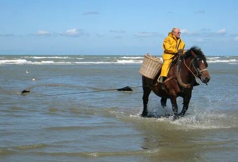 Horse fishing