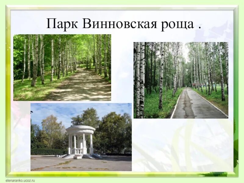 Описание пейзажа березовая роща. Березовая роща logo. Что такое роща определение. Роща это 4 класс. Сосны растут с разной высотой закон экологии.