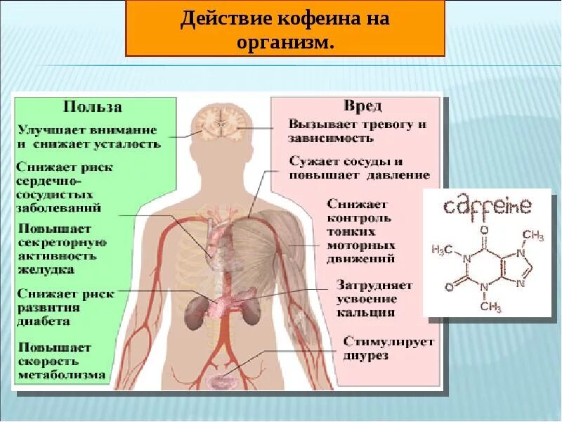 Влияние кофеина на организм человека. Кофеин воздействие на организм. Воздействие алкалоидов на организм. Кофеин действие на организм.