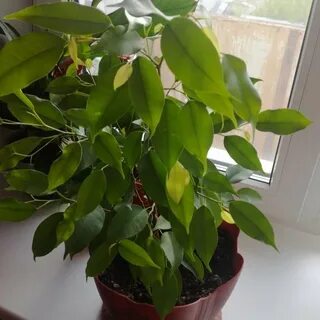 Фикус орел