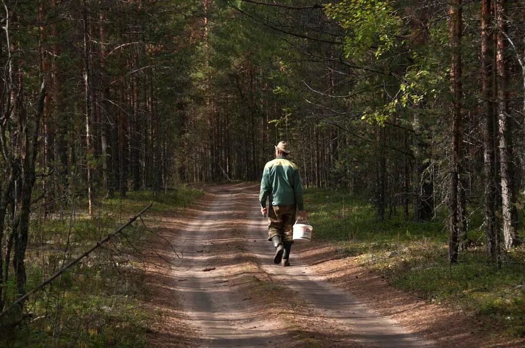 Погулять по лесу. Прогулка в лесу. Лесная прогулка. Гулять по лесу. Прогулка в леса.