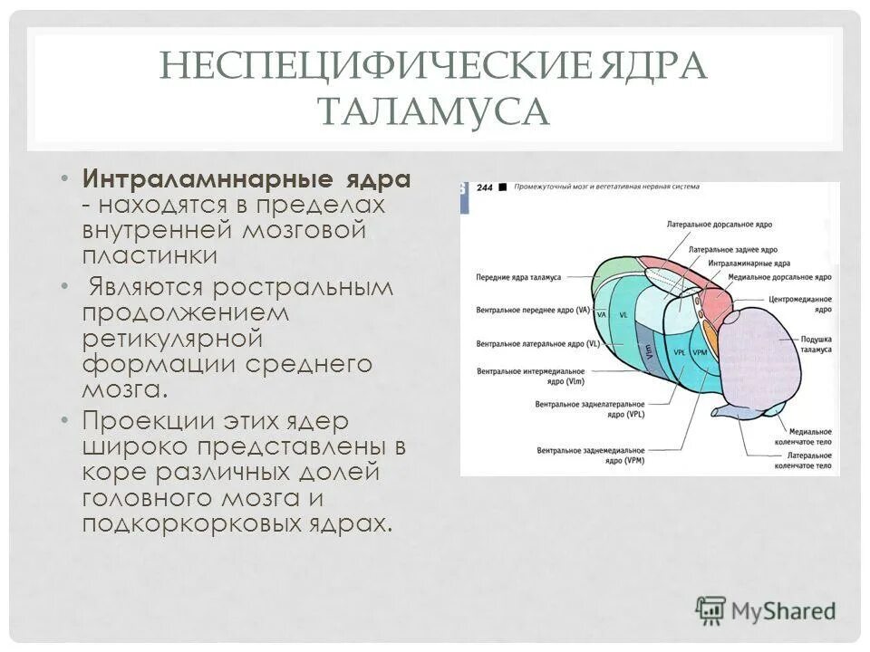 Функции таламуса промежуточного мозга. Схема расположения ядер таламуса и их связи. Ядра таламуса специфические и неспецифические ассоциативные. Схема расположения ядер таламуса. Классификация ядер таламуса физиология.