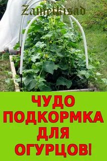 Чем полить огурцы чтобы не желтели