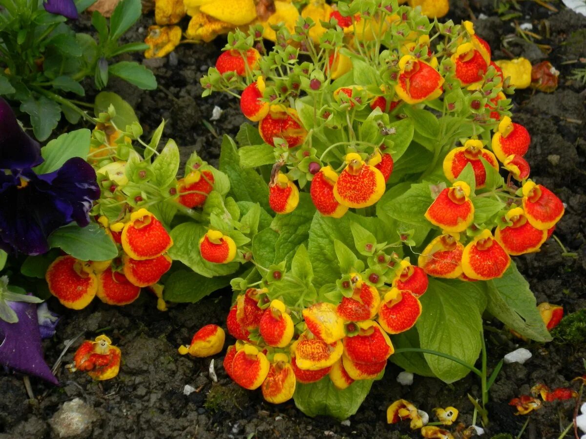 Calceolaria herbeohybrida - Wikimedia Commons
