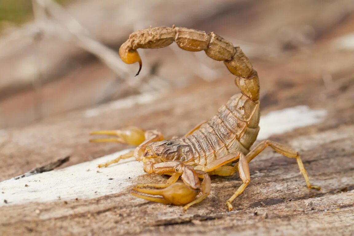 Скорпион черный императорский. Your scorpion. Императорский скорпион. Скорпион картинки. Your scorpion.