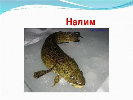 Налим кратко