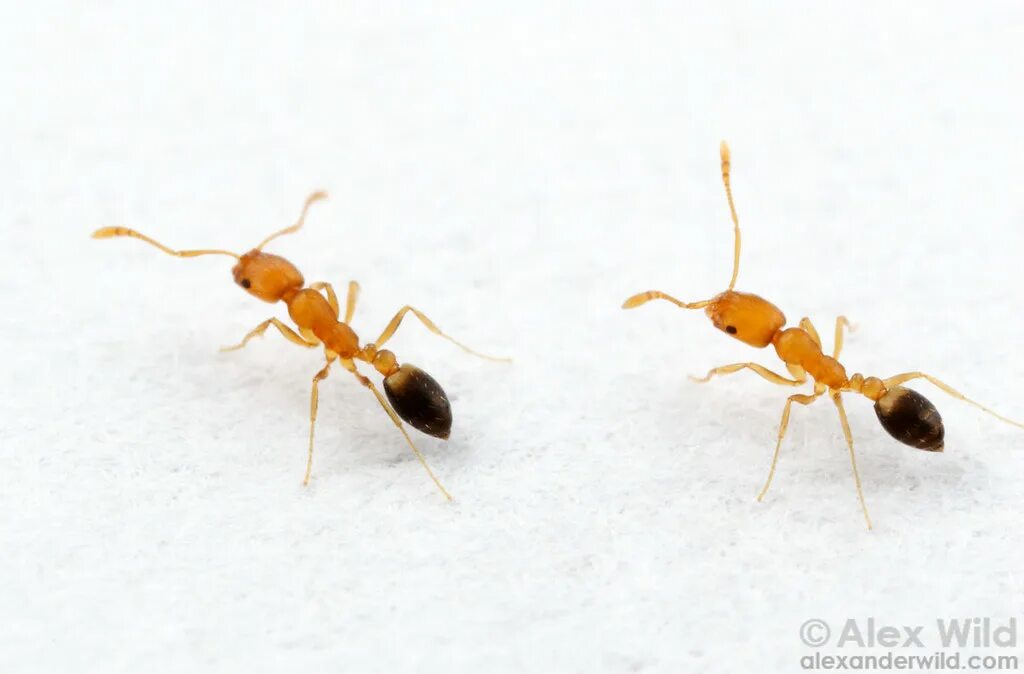Муравьи «anoplolepis gracilipes» домашние. Фараоновые муравьи. Lasius flavus желтый земляной муравей. Желтый муравей дома. Желтый муравей дома.