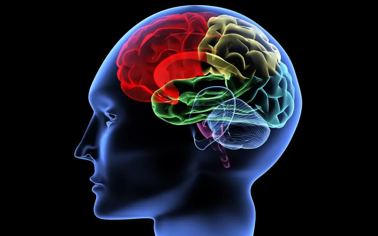 Привычки и мозг. Возможности мозга человека. Альтернативные способности мозга. Когнитивный резерв мозга.