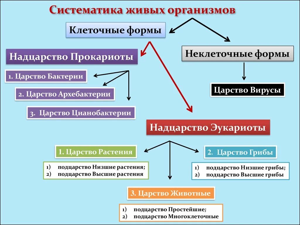 Формы жизни прокариоты