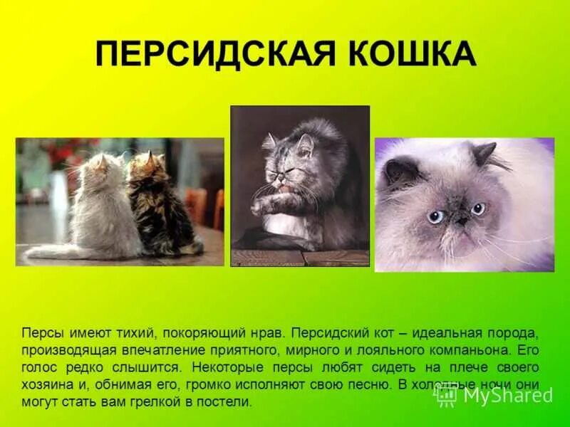 Персидские кошки описание породы. Персидская кошка описание. Персидская длинношерстная шиншилла. Персидская кошка характер. Персидская кошка описание.