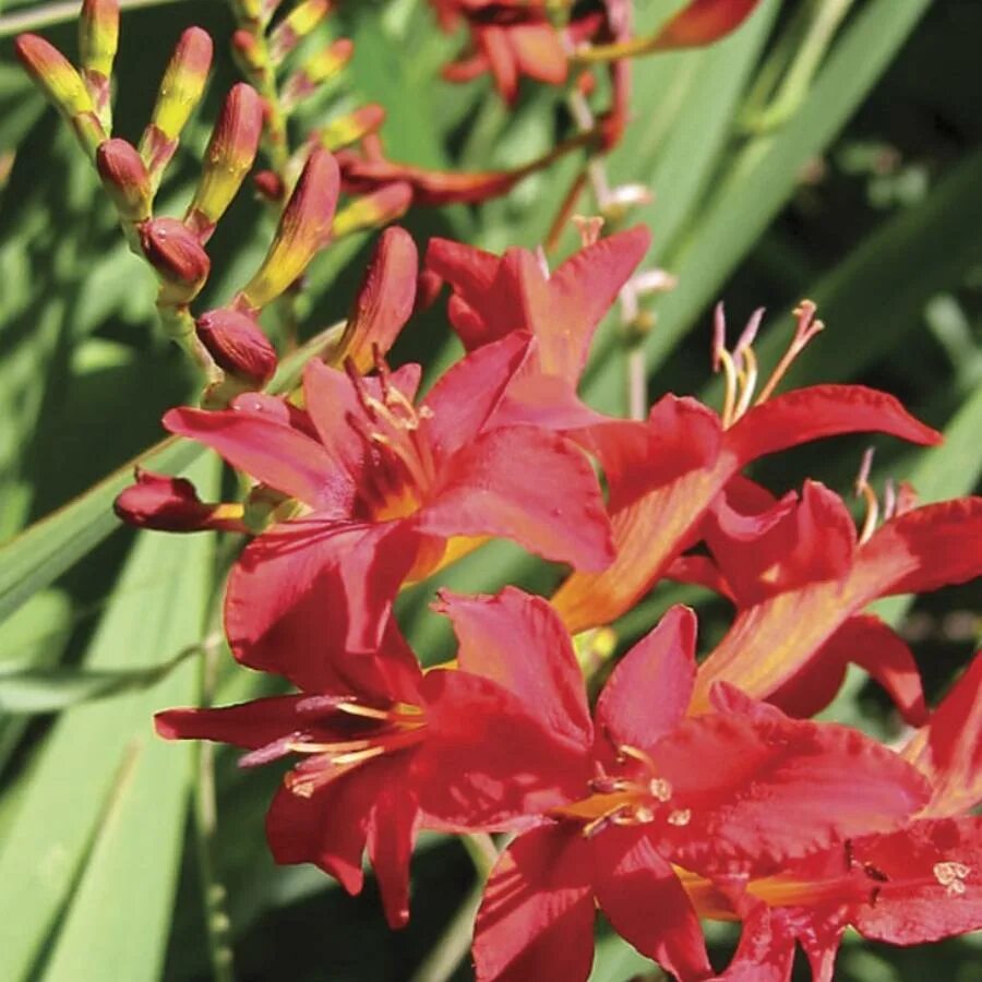 Крокосмия люцифер. Крокосмия люцифер (crocosmia lucifer). Цветок люцифер крокосмия. Монтбреция люцифер. Крокосмия lucifer.