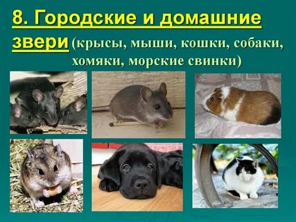 Тип домашнего животного