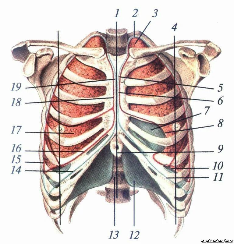Анатомия грудной клетки человека с органами. Между ребрами посередине спереди. Топография грудной клетки анатомия. Органы грудной клетки с ребрами.