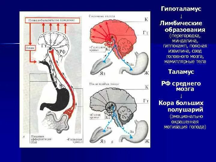 Гипоталамус содержит центры голода и жажды. Гиппокамп гипофиз гипоталамус. Ядра гипоталамуса анатомия. Мамиллярные тела в головном мозге. Гипоталамус и миндалина.