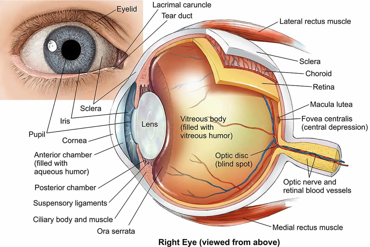 Глаз окружение. Строение глаза анатомия латынь. Кровоснабжение глазного яблока анатомия. Ora serrata анатомия глаза. Строение сосудов глаза.
