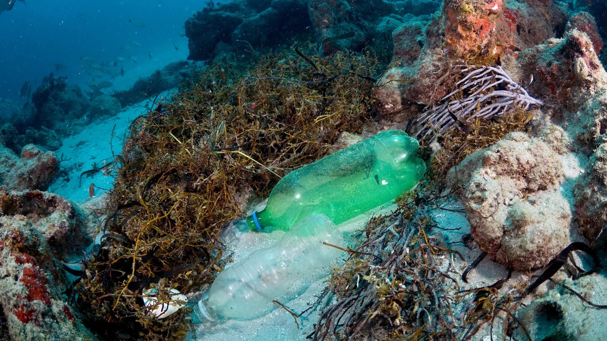 С участием живых организмов происходит мирового океана. Большой Барьерный риф загрязнение. Пластик в океане. Морские обитатели в мусоре.