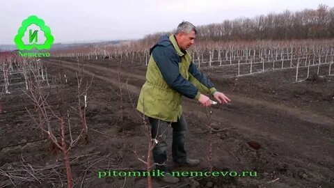 Питомник яблонь