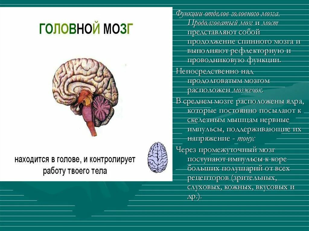 Как головной мозг связан с органами тела. Функции продолговатого отдела головного мозга. Головной мозг продолговатый мозг мозжечок. Головной спинной мозг продолговатый мозг мозжечок. Продолговатый мозг и мозжечок функции.