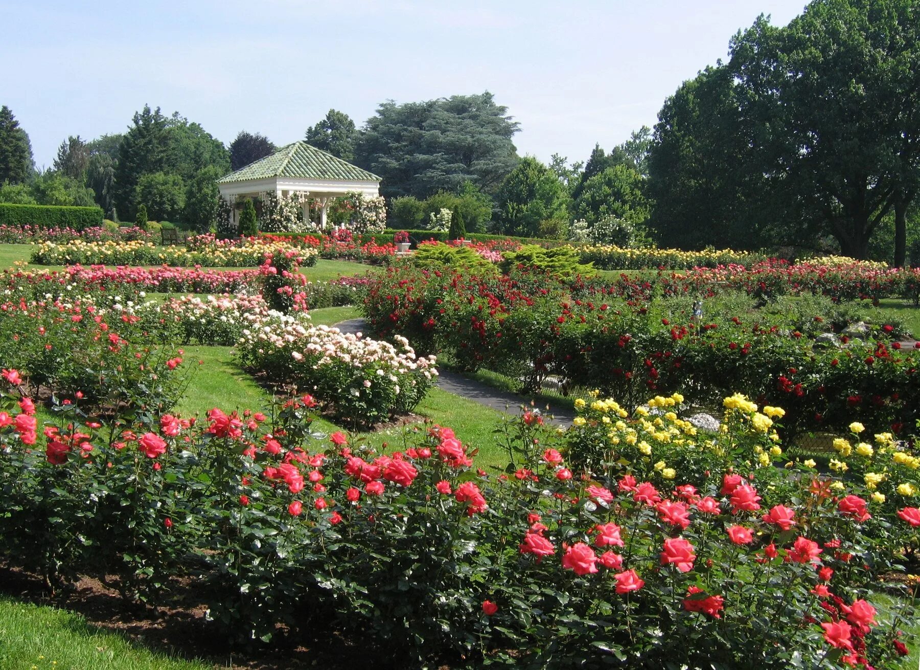 Лучшие розы для сада. Розарий Ганновер Ботанический сад. Ботанический сад Тирасполь розарий. Ботанический сад цветы розарий.