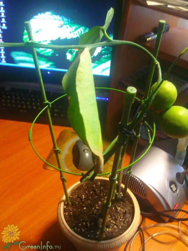 Лимон форум. Лимон форум. Лимон форум. Лимон форум. Лимон картинка.