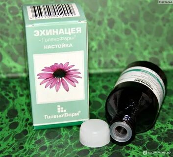Эхинацея настойка для иммунитета отзывы