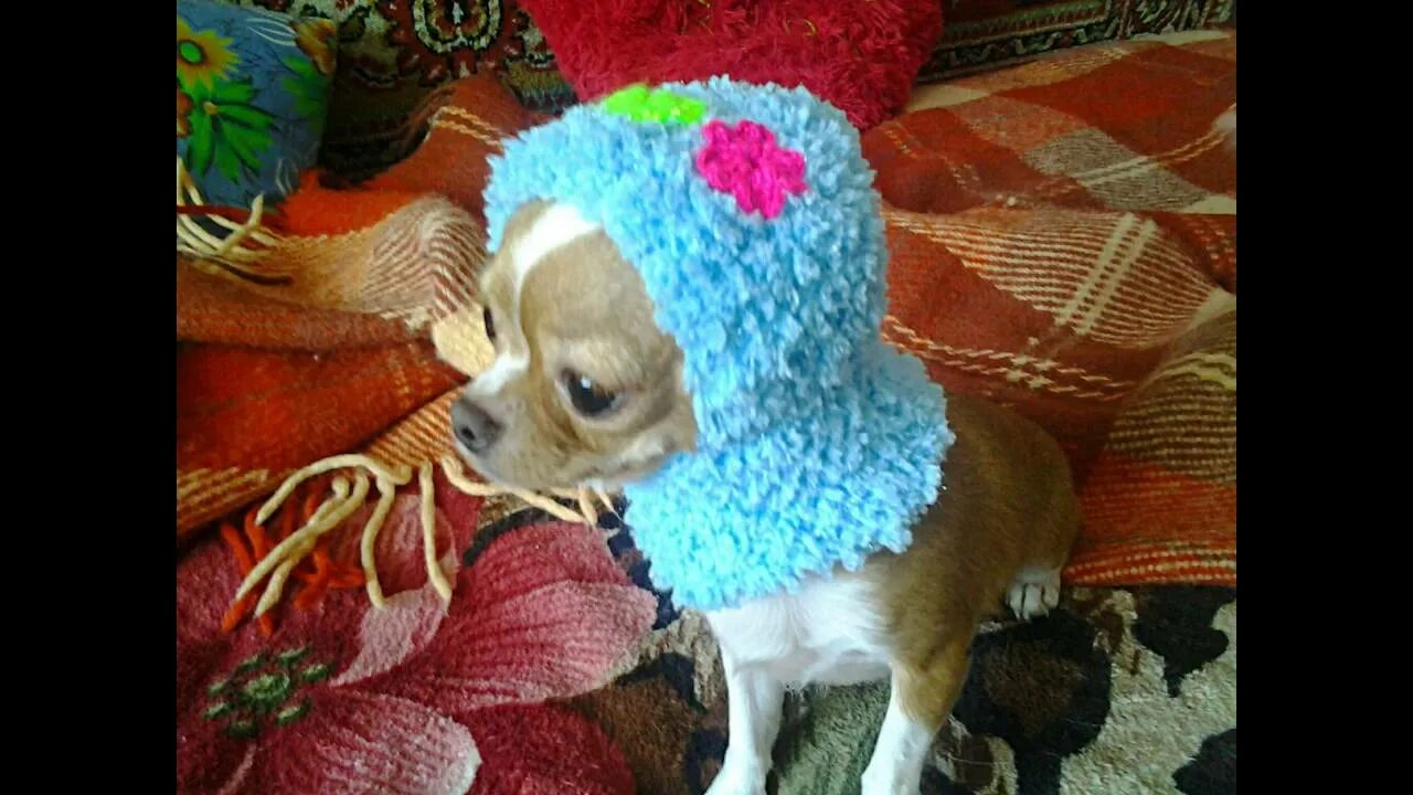 Связать спицами шапочку для чихуахуа. Шапка для чихуахуа. шапки для собак чихуахуа. шапка для чихуахуа крючком. шапочка для чихуахуа прикольная.