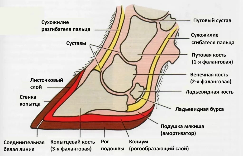 Копытце крупного рогатого скота строение. Строение копыта лошади анатомия. Строение копыта лошади. Строение копыта КРС анатомия. Копытный рог