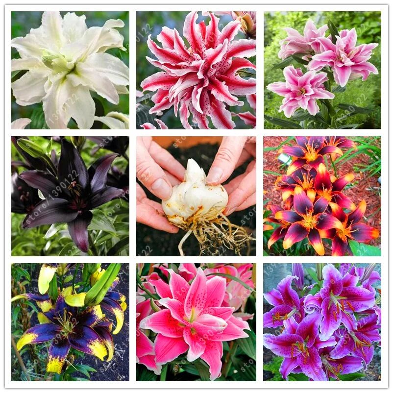 лилия элит (луковицы (1 шт. лилия восточная фулл мун. луковицы лилий недорого. лилия восточная астерион. лилия азиатская йеллоу браш.