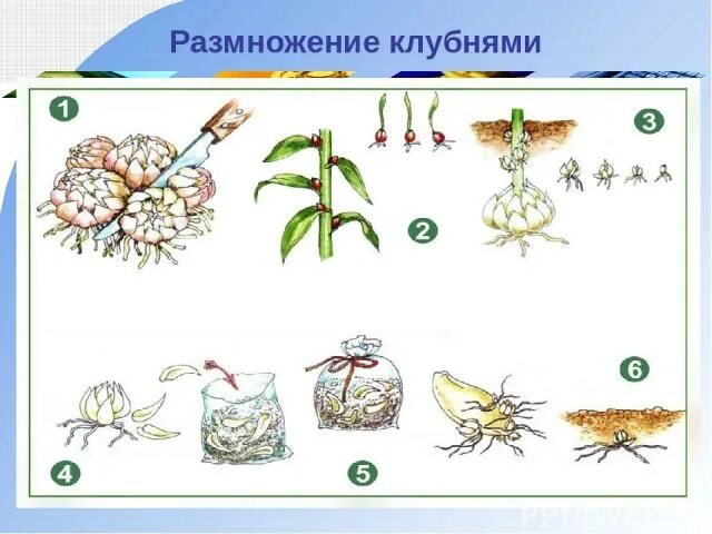 понятие вегетативное размножение. способы размножения растений. размножение растений побегами. вегетативное размножение у однодольных. бесполое размножение вегетативное размножение.