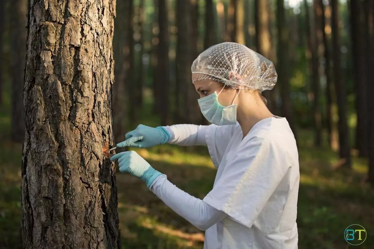 Ученый лесов. Изучение леса. Инженер лесного хозяйства профессия. Лесная промышленность. Исследователь лесов.