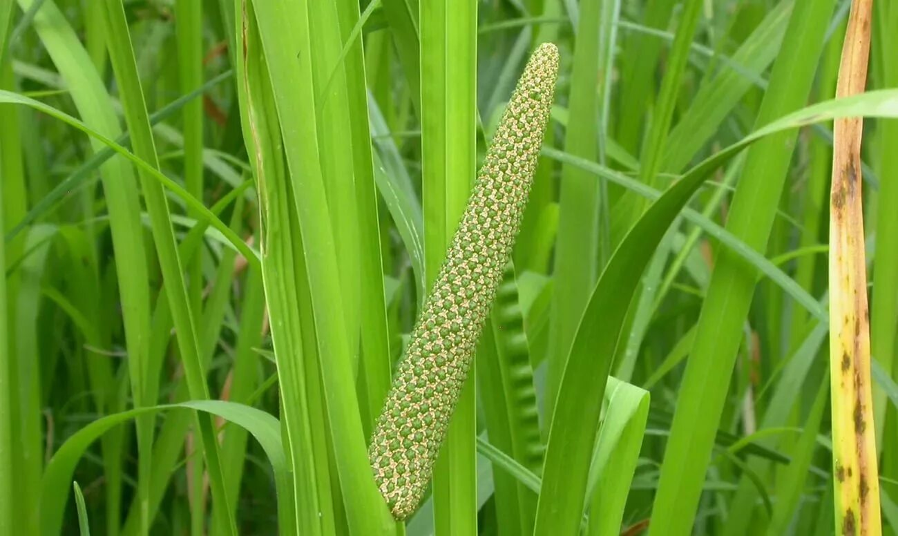 Аир фон. АИР болотный (Acorus Calamus). АИР обыкновенный - Acorus Calamus. АИР болотный (Acorus Calamus l.).. АИР обыкновенный корневища.