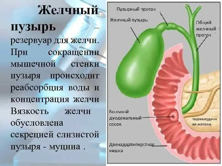 Слизистая оболочка желчного пузыря. Строение желчного пузыря слои. Строение стенки желчного пузыря. Стенки желчного пузыря анатомия. Концентрация желчи.