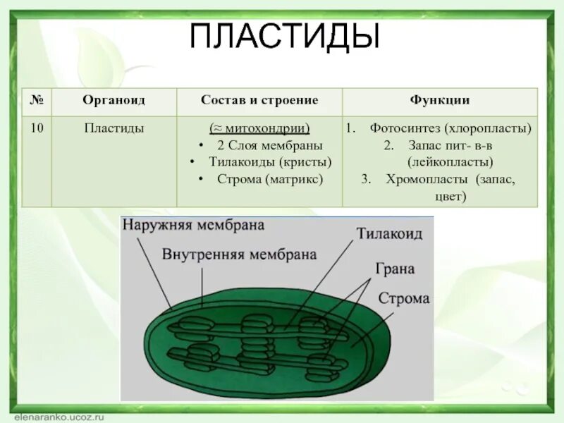 Хлоропласты хромопласты лейкопласты таблица. Строение пластид и их функции. Органоид хлоропласт. Пластиды особенности строения и функции. Митохондрия микротрубочка хлоропласт