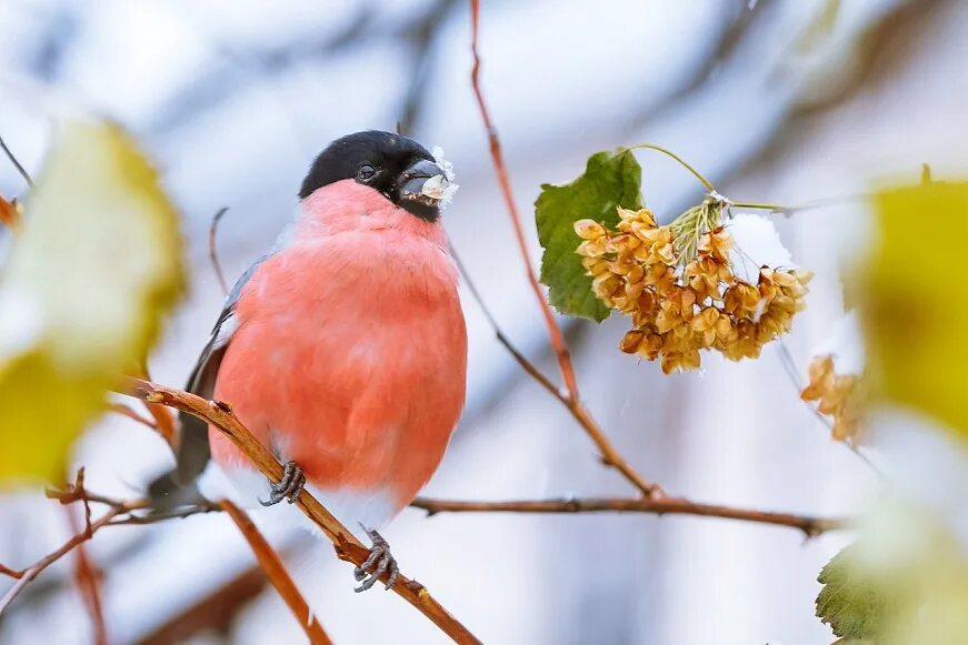 снегирь и обыкновенный снегирь. снегирь вьюрковые. первый снегирь. снегири на рябине. певчий снегирь.