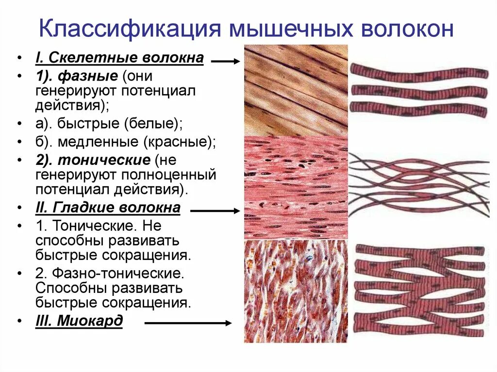 Мышечная ткань характеризуется. Классификация скелетных мышечных волокон. Типы волокон скелетной мышечной ткани. Скелетная мышечная ткань классификация. Классификация гладких мышечных волокон.