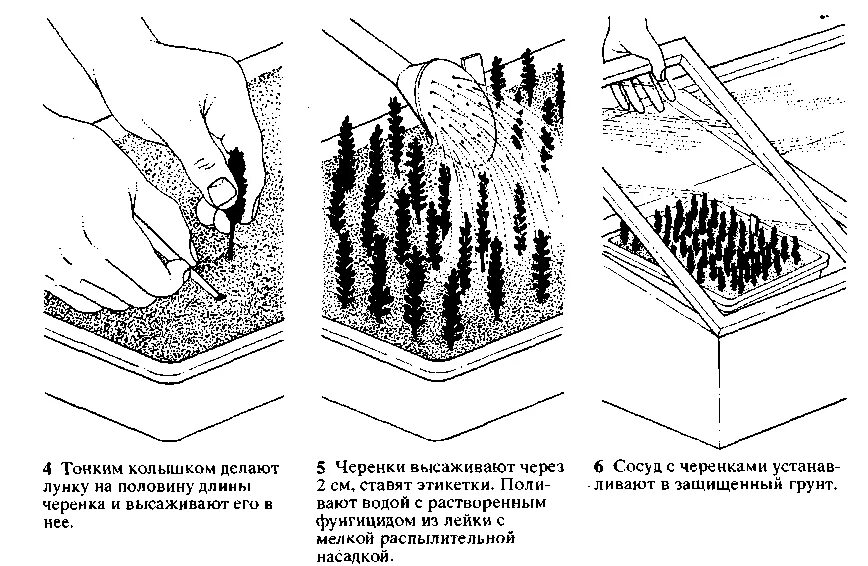 Как размножить вереск. Черенкование вереска весной. размножение вереска отводками. вереск размножение семенами.